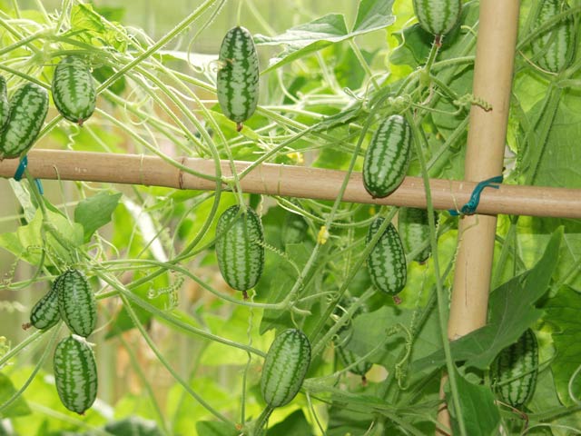 هندوانه مینیاتوری مکزیکی